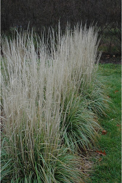Calamagrostis acutiflora Avalanche